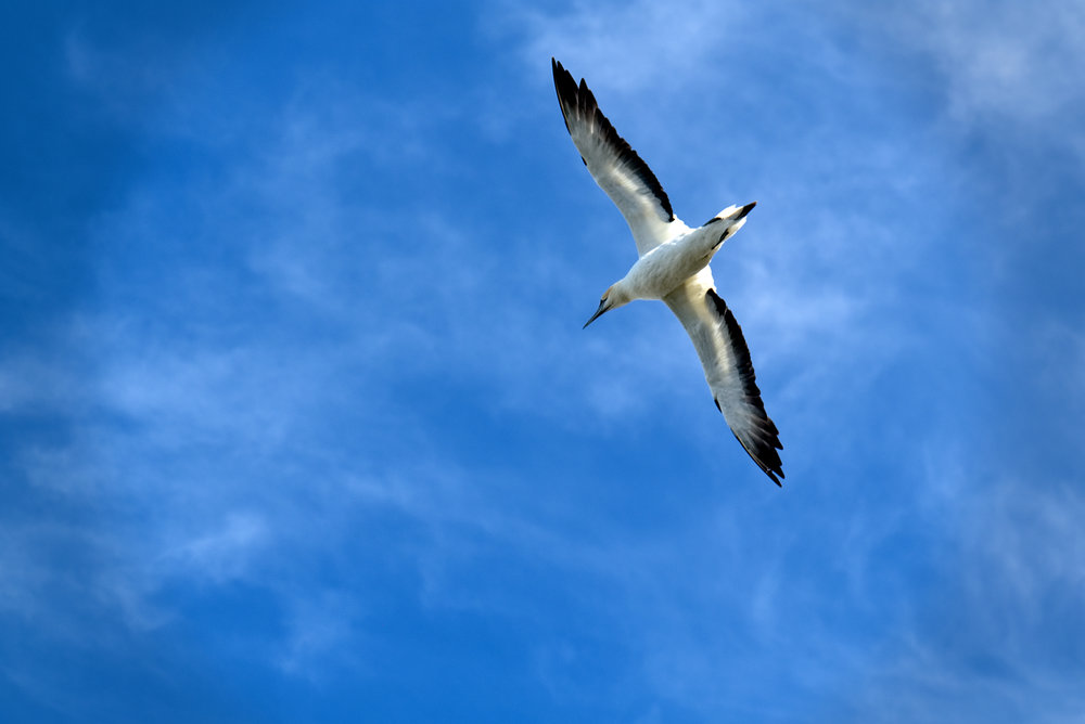 Wingspan of more than two metres